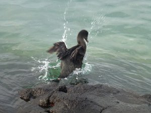 Flightless cormorant entering the water