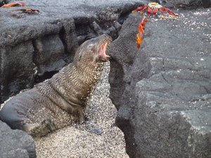 Sea lion chasing a crab