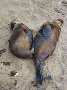 Sea Lions