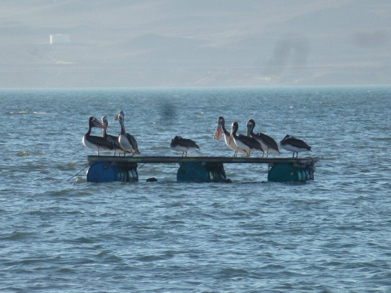 Pelicans at Paracas