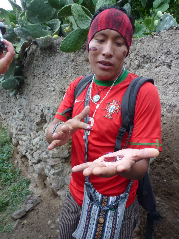 Our guide with cochineal crushed on his hand