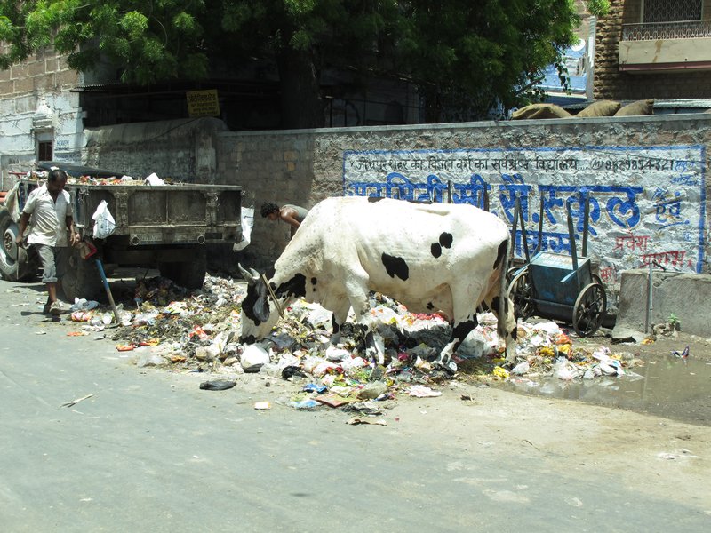 cow enjoying the local street delicacies