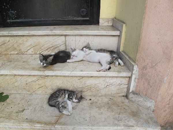 Turkish kittens