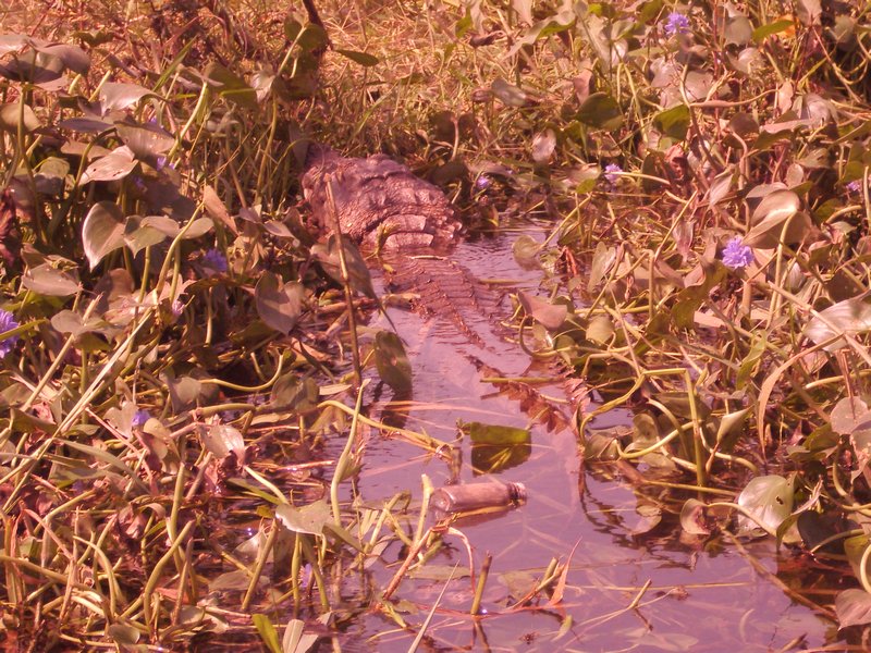 Crocodiles in Dandeli river