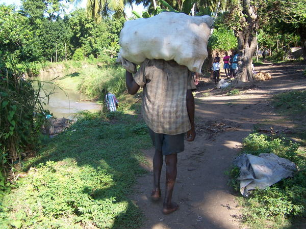 Villager carrying coconuts for market