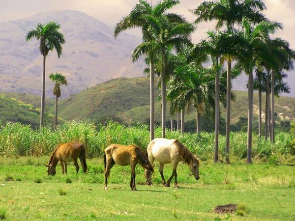 Haitian country side