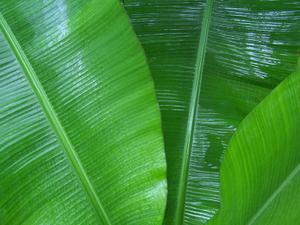 Banana tree leaves after the spring rain