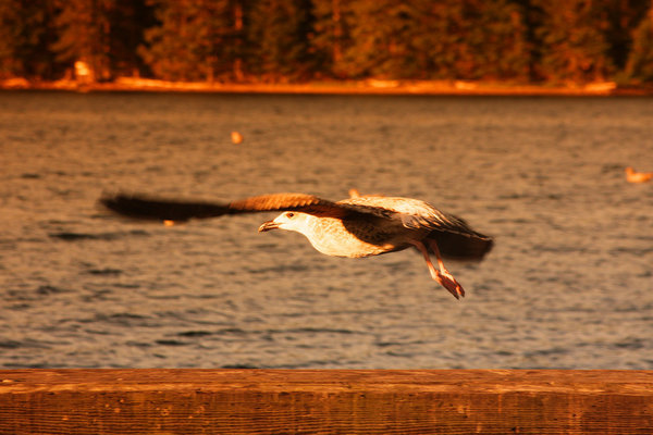 Seagull in flight,,...