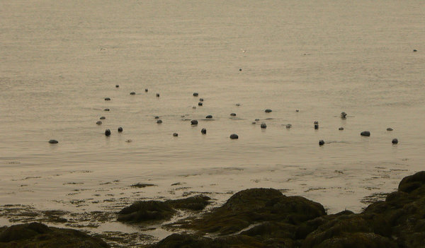 Brier Island Seals!
