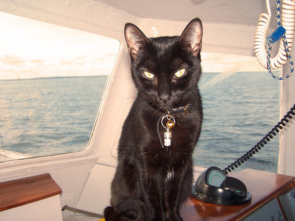 Shellsea adapting her sea paws to being a Seafaring Cat!!
