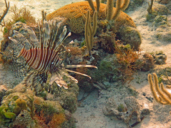 Scorpion Fish Highbourne Cay