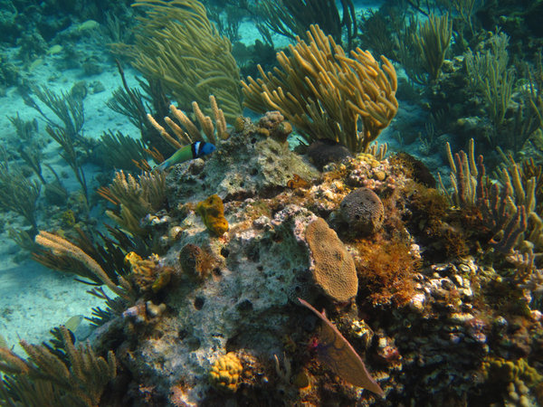 Highbourne Cay's Beautiful reefs