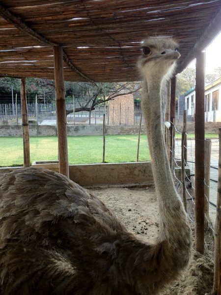 I have learned a lot about Ostriches 