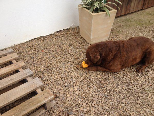 This dog loves oranges.