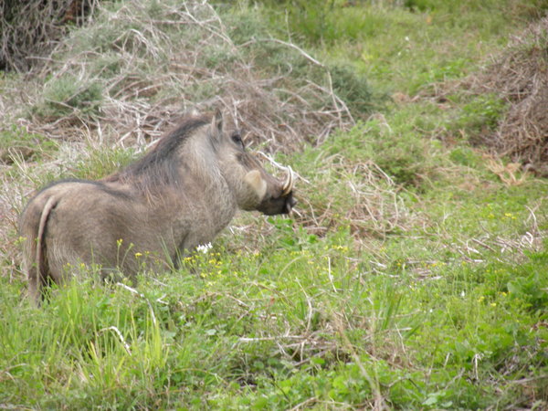 Warthogs are pretty ugly.
