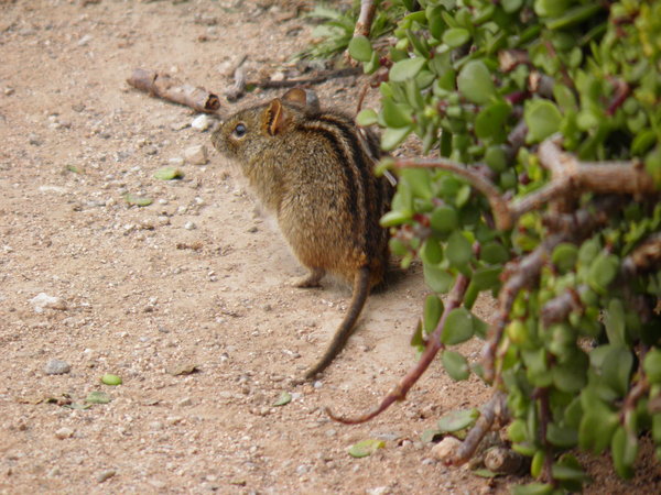 African Mouse