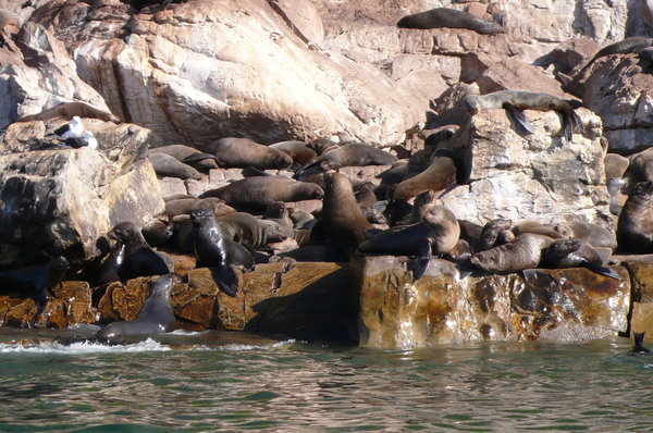 Lots of seals