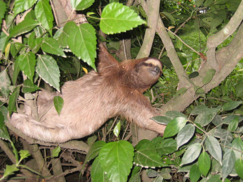 animals-sloth close01