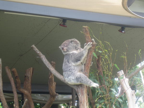Koala's at Taronga Zoo - 29th Dec