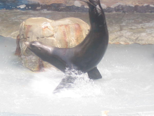 Seal show...