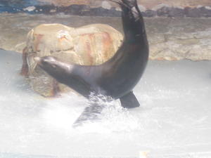 Seal show...
