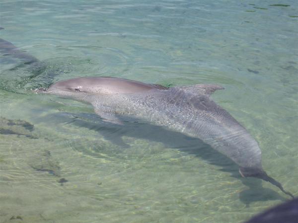 Nice dolphin...aww...