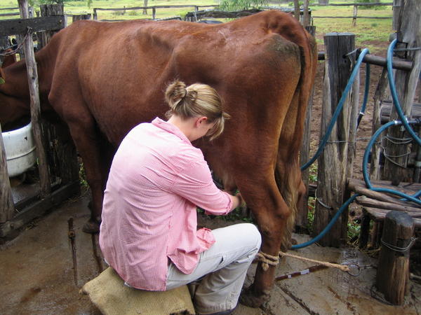 Milking the cow!