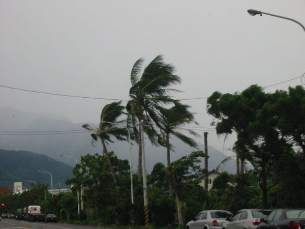 Typhoon Wind
