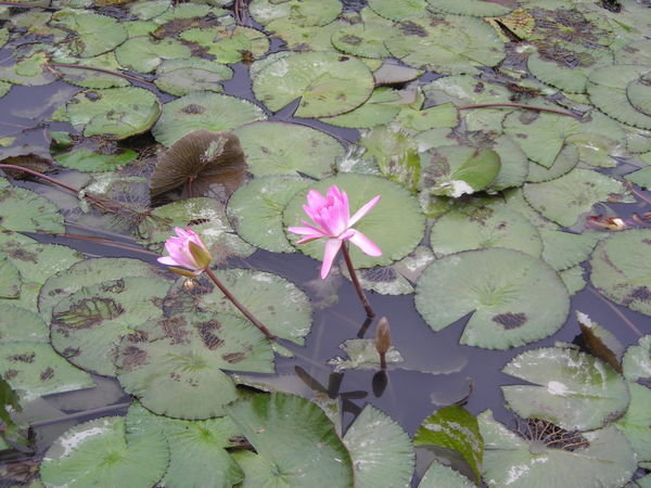 Beautiful Water Lilies