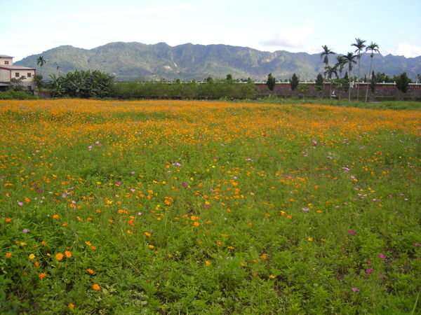 Wild Flowers, Palms, and Mountains