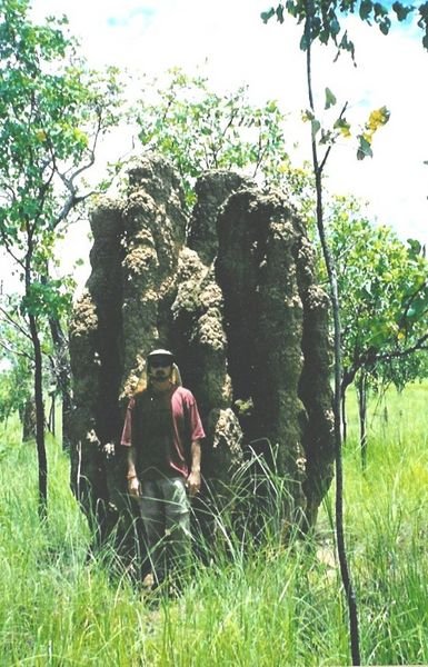 termite mound australia