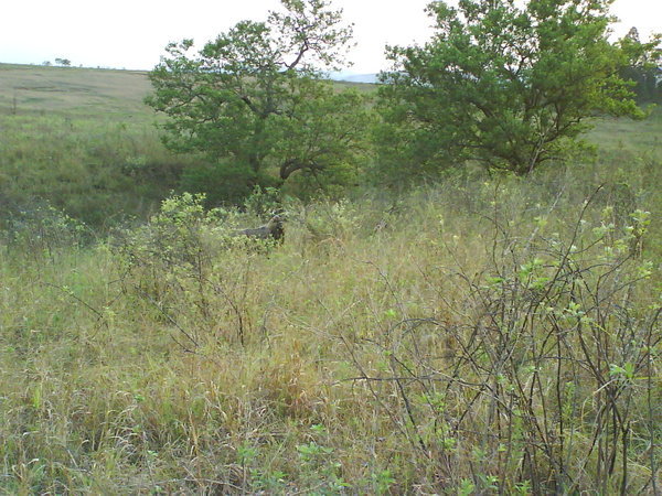 find the eland(?)