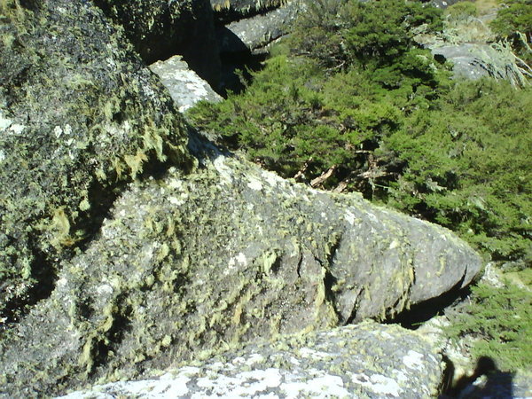 the trail is below these trees and rocks
