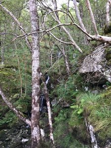 Wooded Walk Out Of Rowardennan