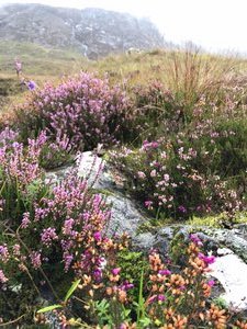 Lots of Heather
