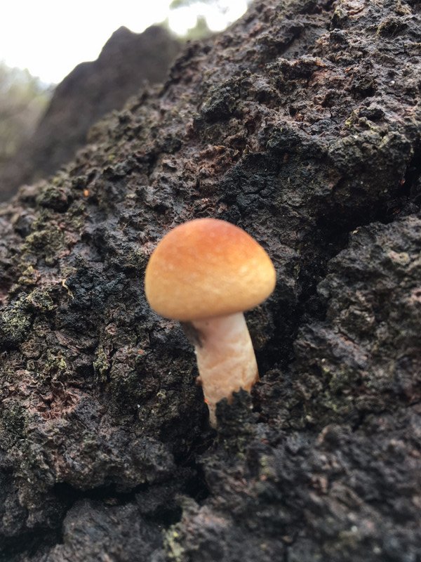 Fungi 1