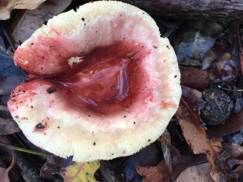 Rhubarb and Custard Fungi