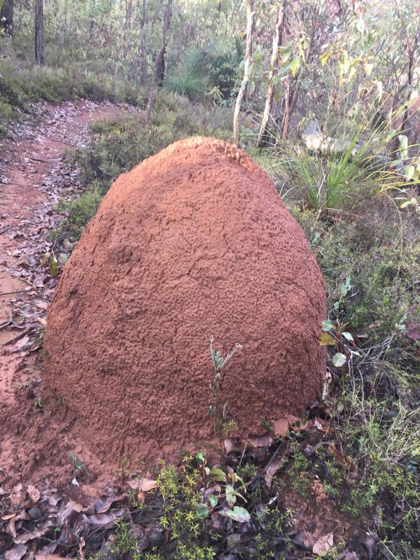 Termite Mound 1