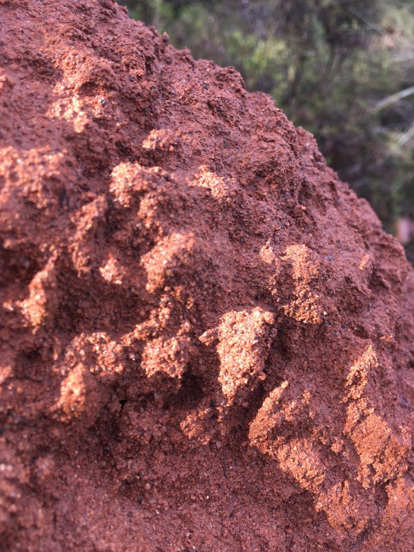 Closeup of the Termite Mound