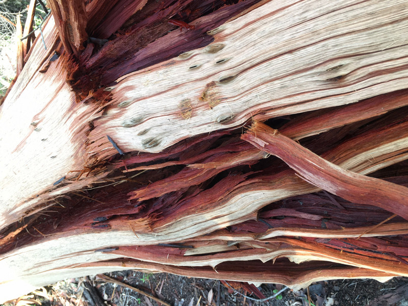 Splintered Wood
