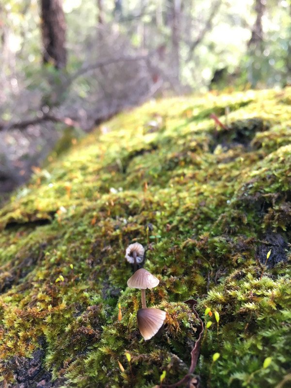 More Tiny Fungi