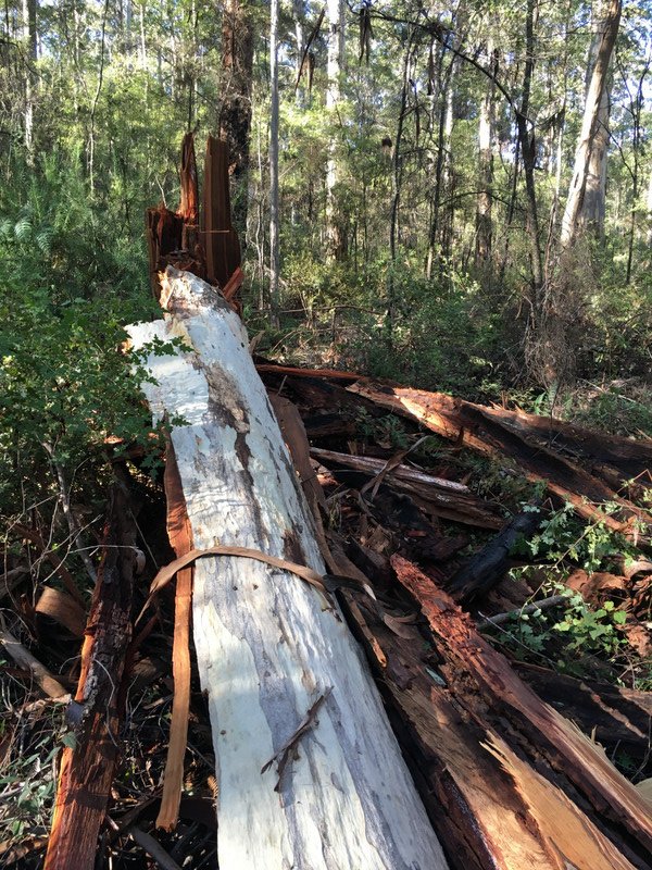 Splintered Fallen Tree