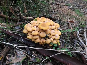 Today's Fungi