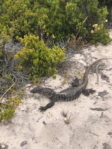 Bungarra, Still No Snakes