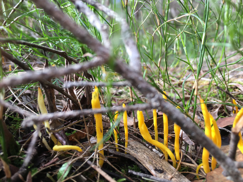 Yellow Club Fungus (I Think)