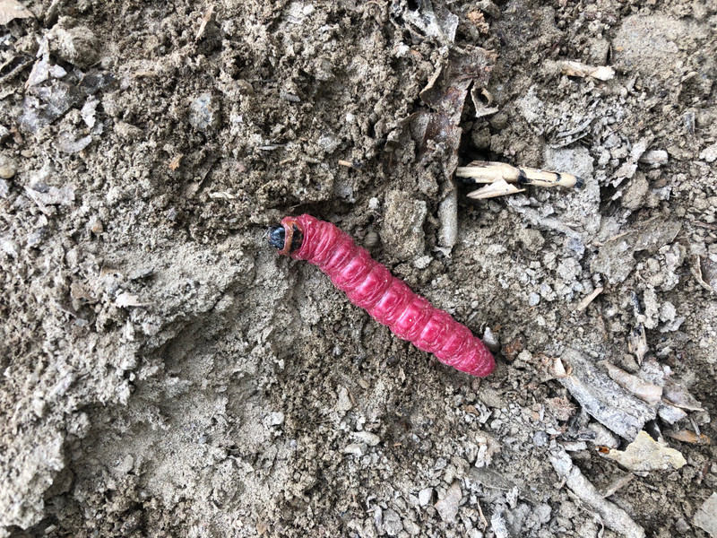 Any Idea What This Caterpillar Is Called?