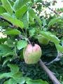Apple and Apricot Orchards In Our Garden