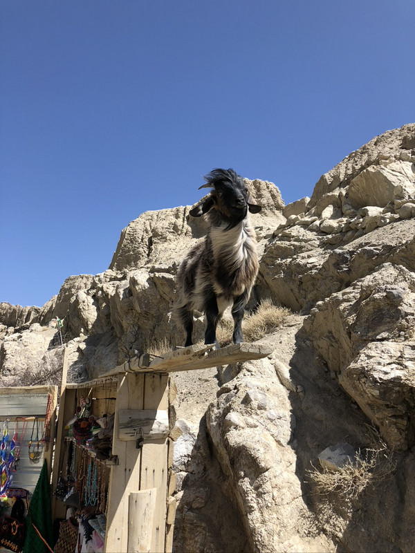 Attention Seeking Goat