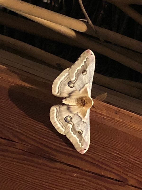 Dinner Plate Size Moth