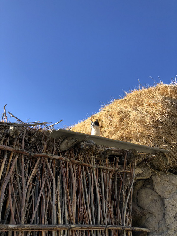 Cat On The Roof With Hay